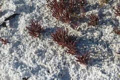 Microcnemum coralloides