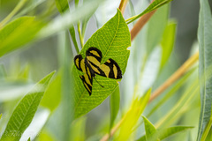 Baeotis zonata zonata