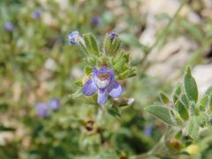 Chaenorhinum