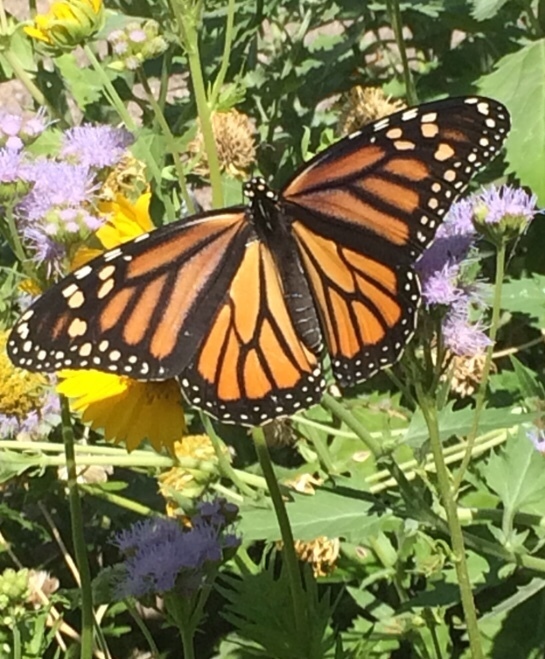 Monarch from N Portland Ave, Oklahoma City, OK, US on September 4, 2020 ...