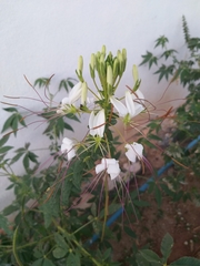 Tarenaya longicarpa