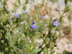 Chaenorhinum