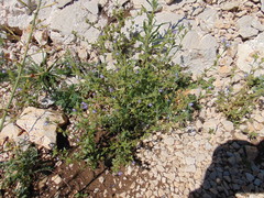 Chaenorhinum
