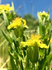 Hypericum sphaerocarpum