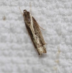 Chaliniastis astrapaea