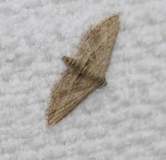 Araeopteron canescens