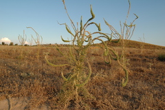 Reseda suffruticosa