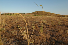 Reseda suffruticosa