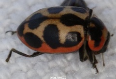Naemia seriata