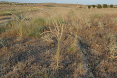 Reseda suffruticosa