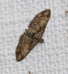 Mnesiloba eupitheciata