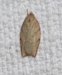 Euchaetis inceptella