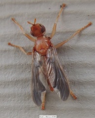 Pyrgota undata