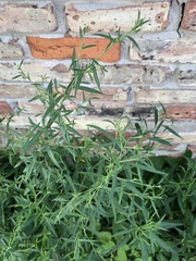 Symphyotrichum lanceolatum lanceolatum