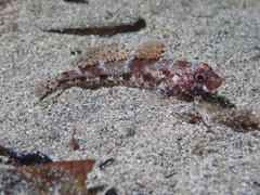 Gobius cruentatus