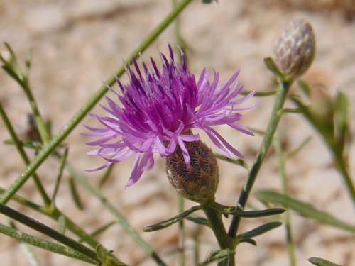 Zečina (Centaurea)