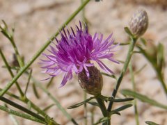 Centaurea