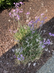 Tulbaghia violacea
