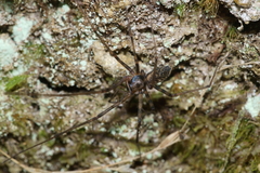 Nanocambridgea gracilipes