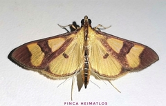 Phostria
