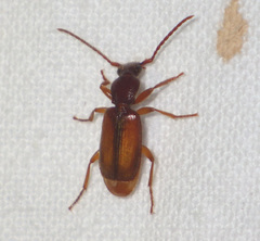 Polistichus connexus