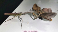 Pseudovates brasiliensis