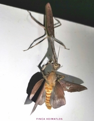 Pseudovates brasiliensis