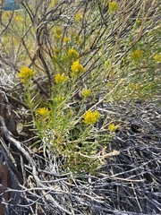 Chrysothamnus viscidiflorus