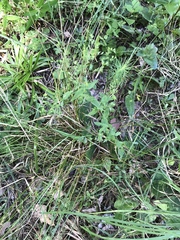 Hypericum mutilum mutilum