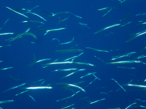 Mediterranean sand eel balığı
