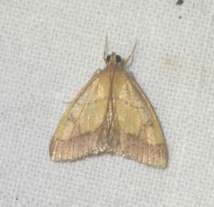 Evergestis limbata
