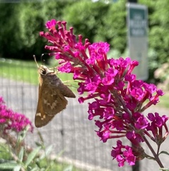 Atalopedes campestris