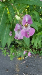Impatiens glandulifera