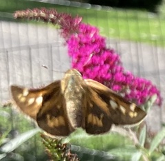 Atalopedes campestris