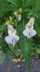 Impatiens glandulifera