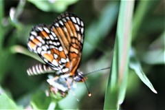 Chlosyne definita