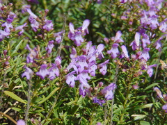 Satureja subspicata
