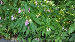 Impatiens glandulifera