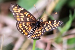 Chlosyne definita