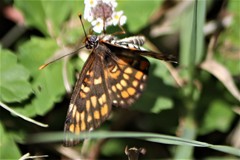 Chlosyne definita