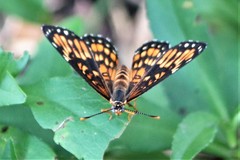 Chlosyne definita