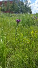 Vernonia fasciculata