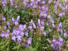 Satureja subspicata