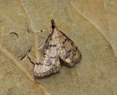 Metasia ophialis