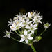 Allium tuberosum - Photo (c) Steve Chilton, osa oikeuksista pidätetään (CC BY-NC-ND)