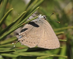 Satyrium saepium saepium