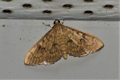 Psara obscuralis