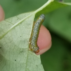 Sphacophilus cellularis