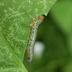 Sphacophilus cellularis