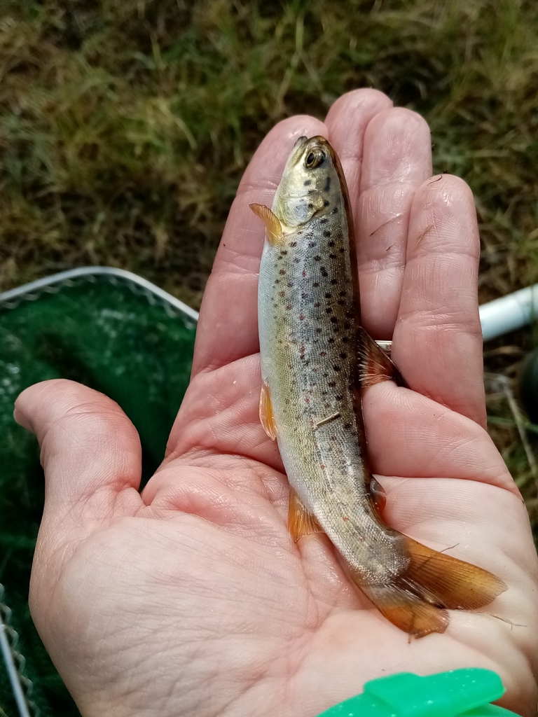 Macedonian Trout